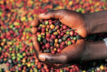 Il caffè Etiope, il sapore del vero caffè originale