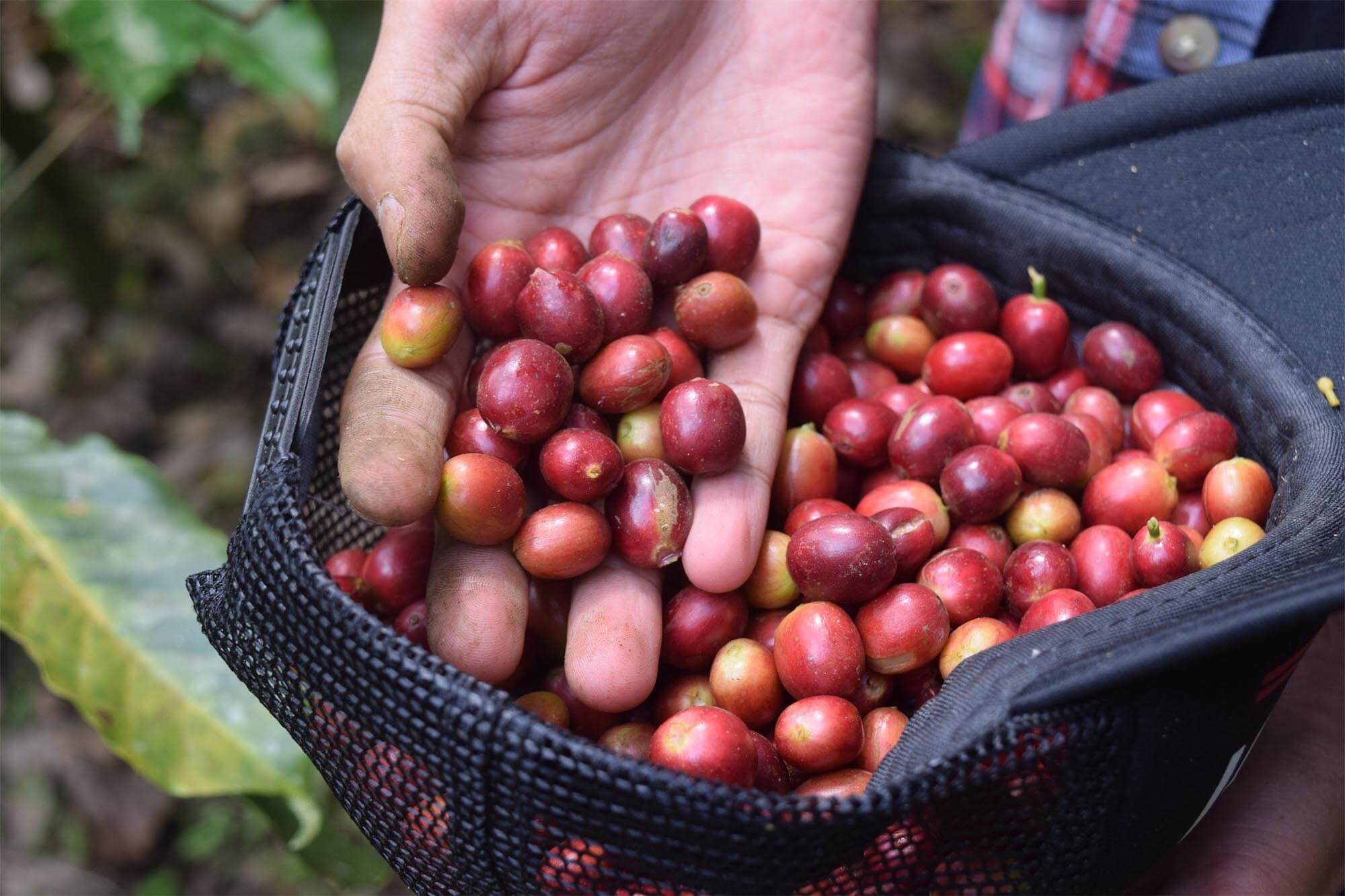 I 10 caffè più costosi al mondo: al primo posto il Black Ivory - Capsule &  Coffee